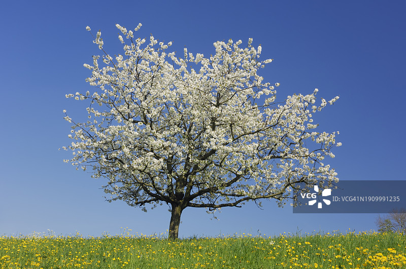 春天草地上的白色樱花树图片素材