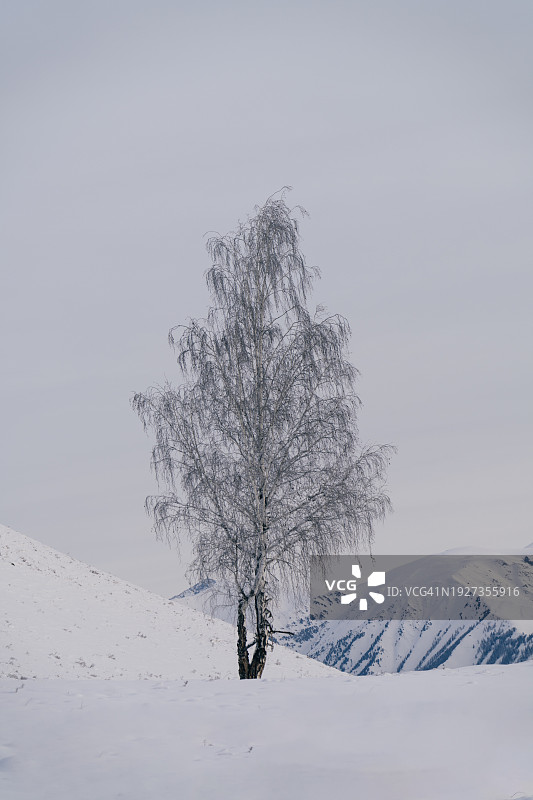 中国新疆禾木村冬天寂静中的孤桦树图片素材
