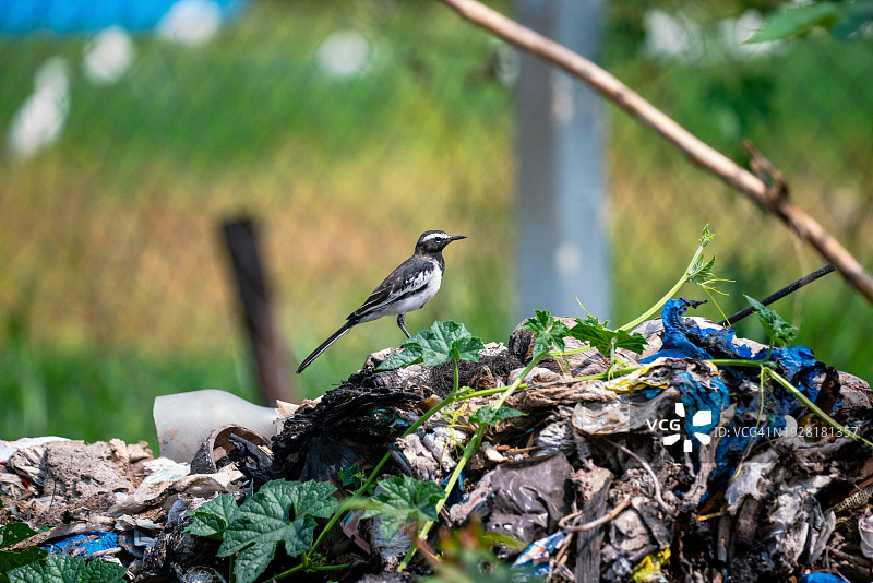 栖息在树上的鸣禽特写，印度特伦甘纳邦海得拉巴图片素材