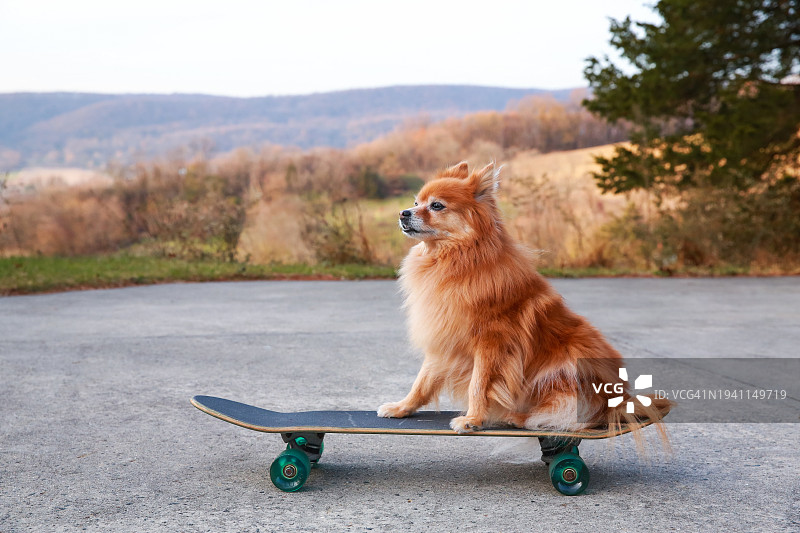可爱的狗玩滑板，有趣的狗在滑板上，波美拉尼亚狗在外面玩图片素材