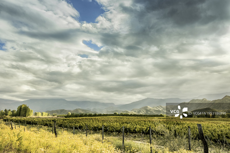 图努扬葡萄园，位于门多萨葡萄酒产区。阿根廷。图片素材