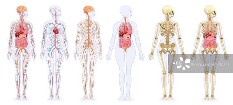 女性人体的骨骼、内脏、循环系统和神经系统。图片素材