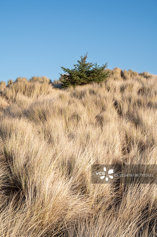 孤独的树，生存在沙丘上——松树，洛西茅斯。图片素材