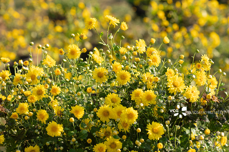盆栽黄菊。JoyHerb植物。图片素材