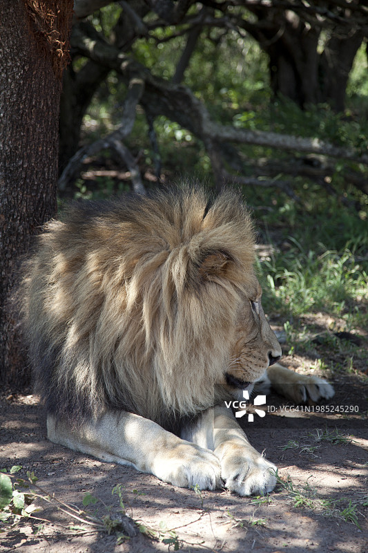 南非克鲁格国家公园，Mjejane私人野生动物保护区，一只狮子躺在树下的特写图片素材