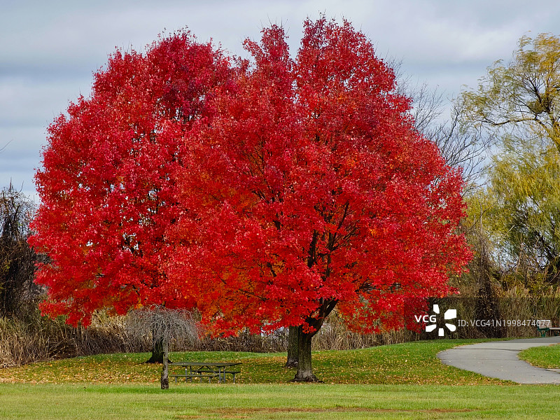 秋天，美国新泽西州，天空映衬着田野上的树木图片素材