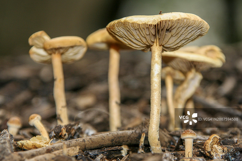 森林地面合奏:野生蘑菇和掉落的树枝图片素材
