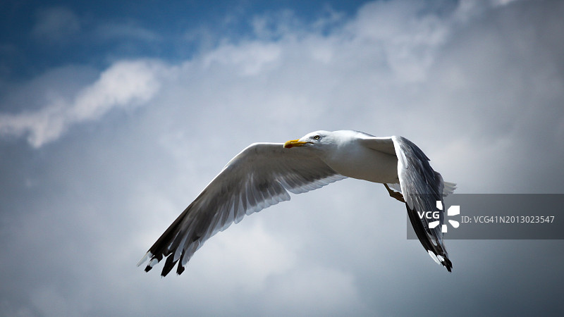 海鸥逆天飞行的低角度视角图片素材
