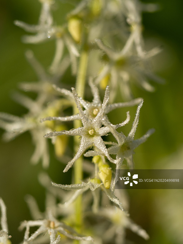 特写星形的白色花在小穗上，花序上覆盖着水滴。棘囊虫，野生黄瓜，多刺黄瓜或黄瓜图片素材