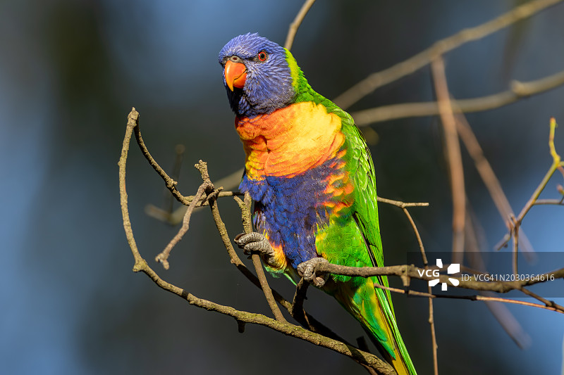 彩虹鹦鹉栖息在树枝上的特写图片素材