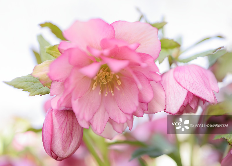 美丽的重瓣花，粉红色的玫瑰(四旬斋或圣诞玫瑰)生长在冬季花园，选择性焦点图片素材