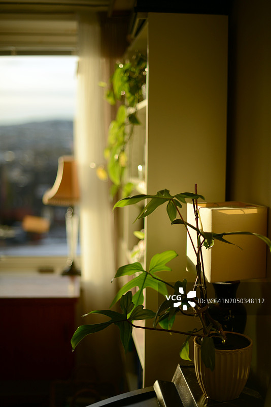 客厅里的绿色植物图片素材