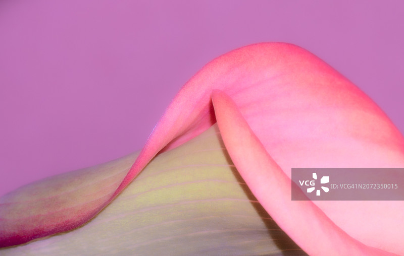 马蹄莲花的抽象图像图片素材