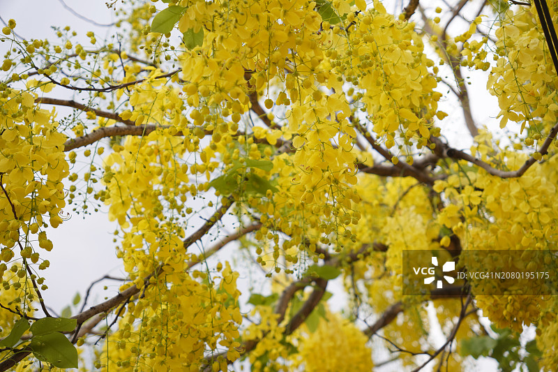 决明子，金花树黄花盛开美丽的花束在花园模糊的自然背景图片素材
