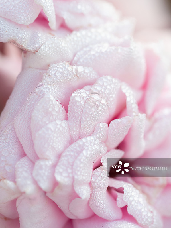 特写粉红色玫瑰花花瓣上有雨滴，全帧。罗莎odorata图片素材