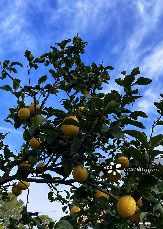 法国南部的柠檬树图片素材