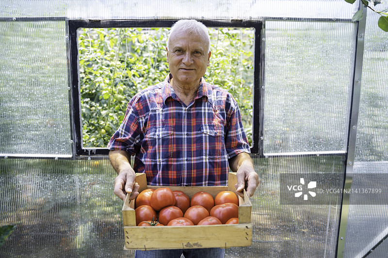 农民在温室里采摘成熟的西红柿图片素材