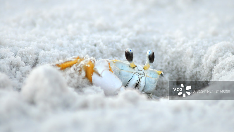 蜘蛛在沙滩上的特写，佛罗里达，美国图片素材