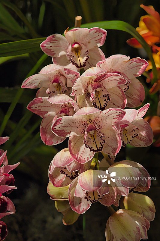 粉色开花植物的特写，圣巴巴拉，加利福尼亚，美国图片素材