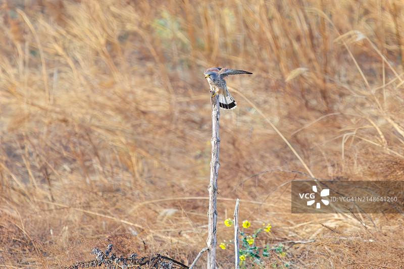 一只美丽的红隼(Falco tinunculus，由Falco猎鹰组成的家族)正在捕捉一只老鼠。摄于2024年3月24日的日本群马县利根川河床。图片素材