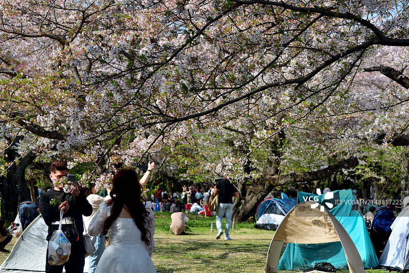 在昭和纪念公园，人们在盛开的樱花下享受温暖的春日下午图片素材