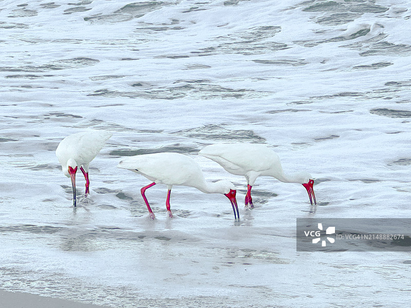 三只美国白朱鹭沿着海滩海岸线进食，位于佛罗里达州那不勒斯的公园海岸公园图片素材