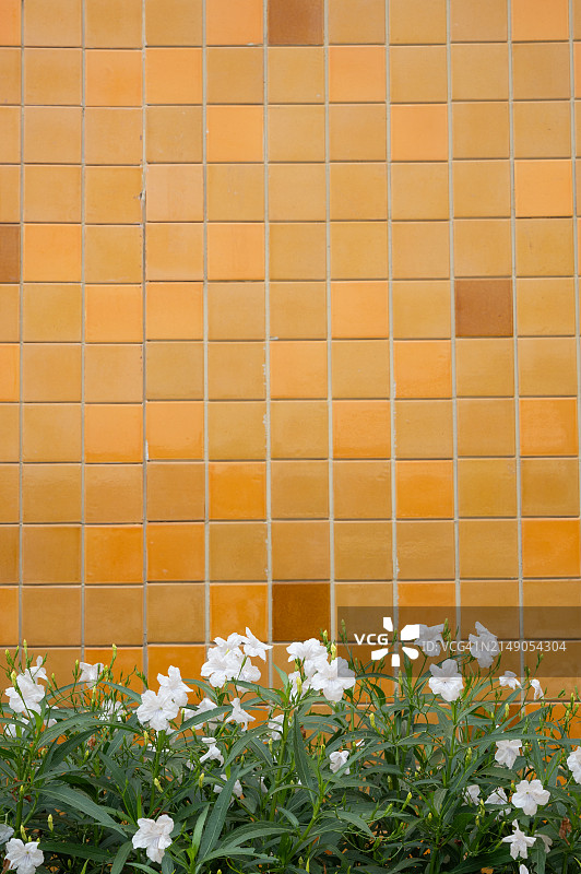 墙上贴着橙色的瓷砖，花盆里插着白色的花图片素材