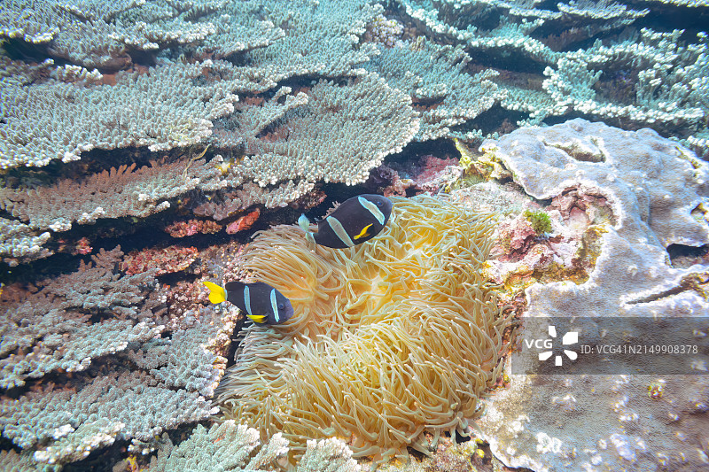 可爱的黄尾小丑鱼(Amphiprion clarkii)在美丽的海葵中，Sokodo海滩，一个皮肤潜水点。伊豆群岛，东京。日本，水下照片拍摄于2020年。图片素材