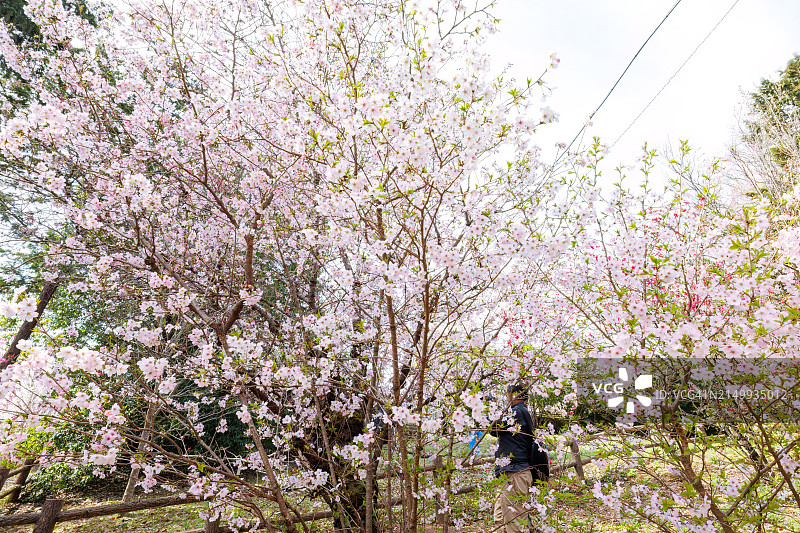 美丽的玫瑰花蕾樱桃(Prunus kohigan Koidz，蔷薇科)开花树。图片素材