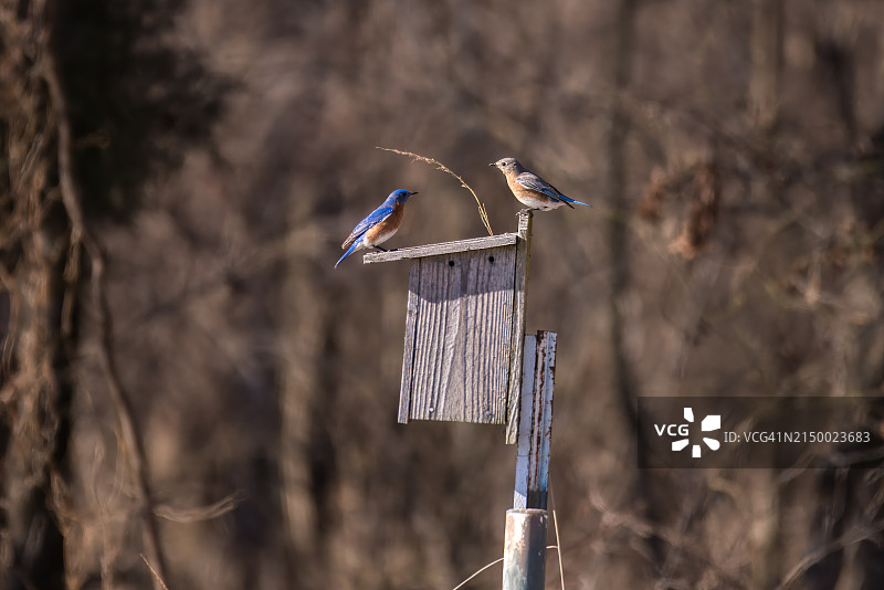 鸟栖息在木桩上的特写，塔尔萨，俄克拉荷马州，美国图片素材