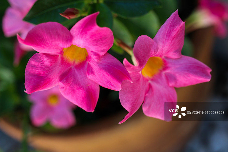 粉色开花植物特写图片素材