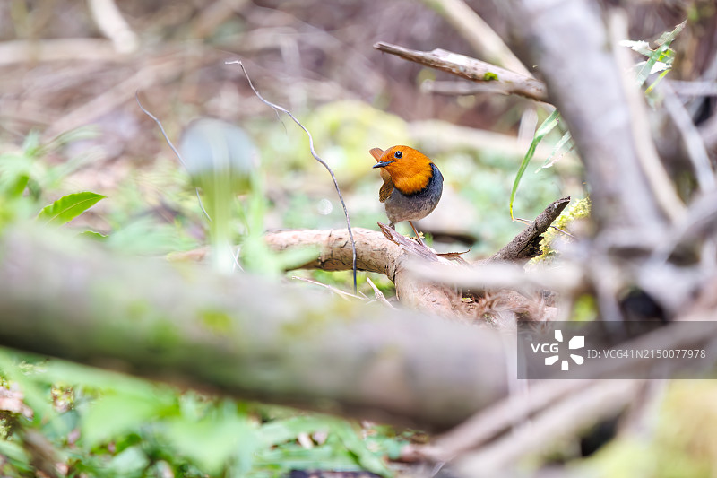 可爱的日本知更鸟(Luscinia akahige, charididae的一科)在树林里飞来飞去寻找食物。日本神奈川县相模原市Hayatogawa森林路，摄于2024年4月。图片素材