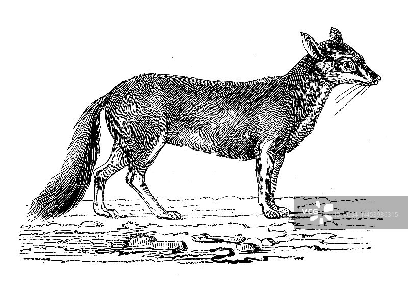 沙狐的古董插图(Vulpes corsac)图片素材