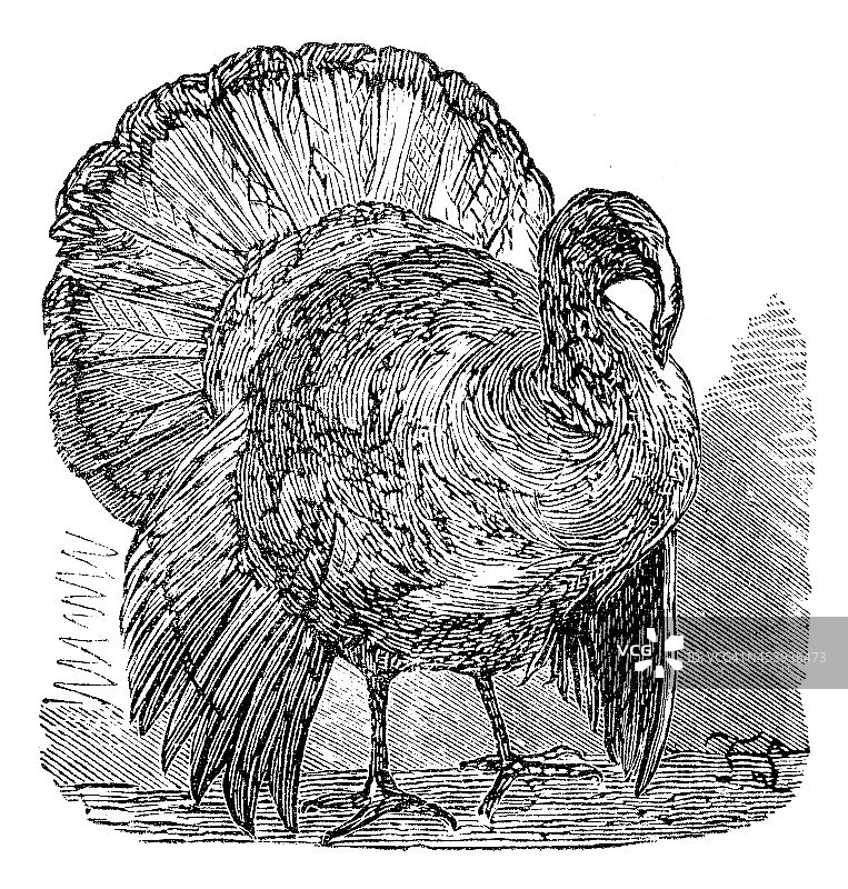 野生火鸡的古董插图(Meleagris gallopavo)图片素材