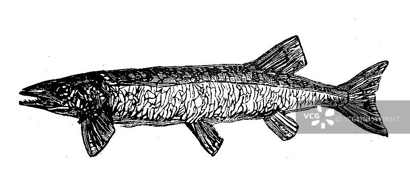北方梭子鱼的古董插图(Esox lucius)图片素材