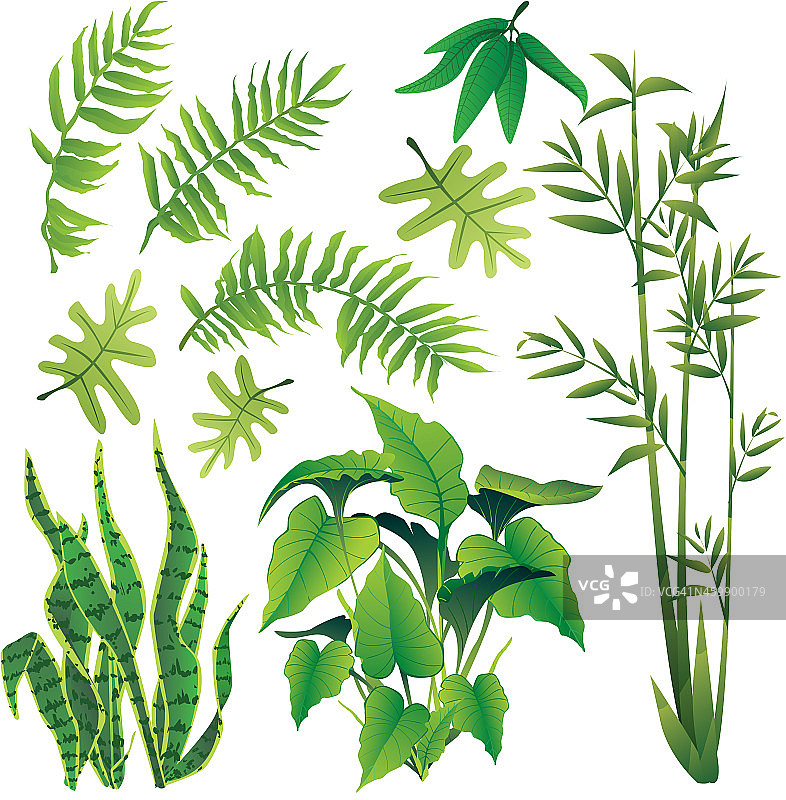 植物图片素材