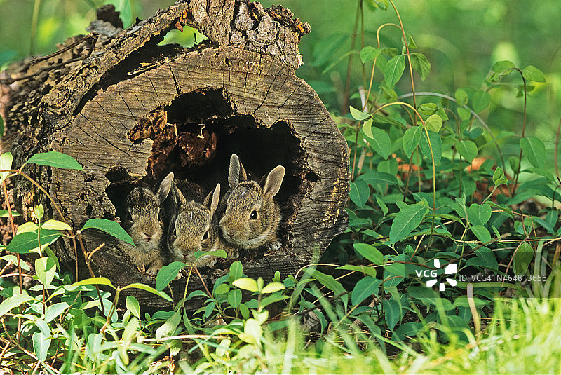 三个小兔子图片素材