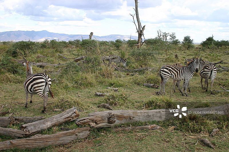 野生动物，斑马在曼雅拉湖，坦桑尼亚，非洲图片素材