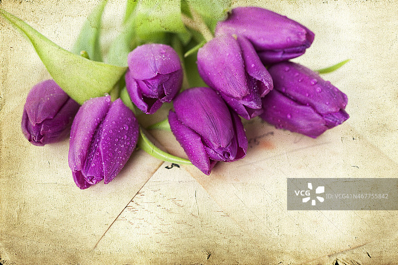 古老的情书和紫色的郁金香图片素材