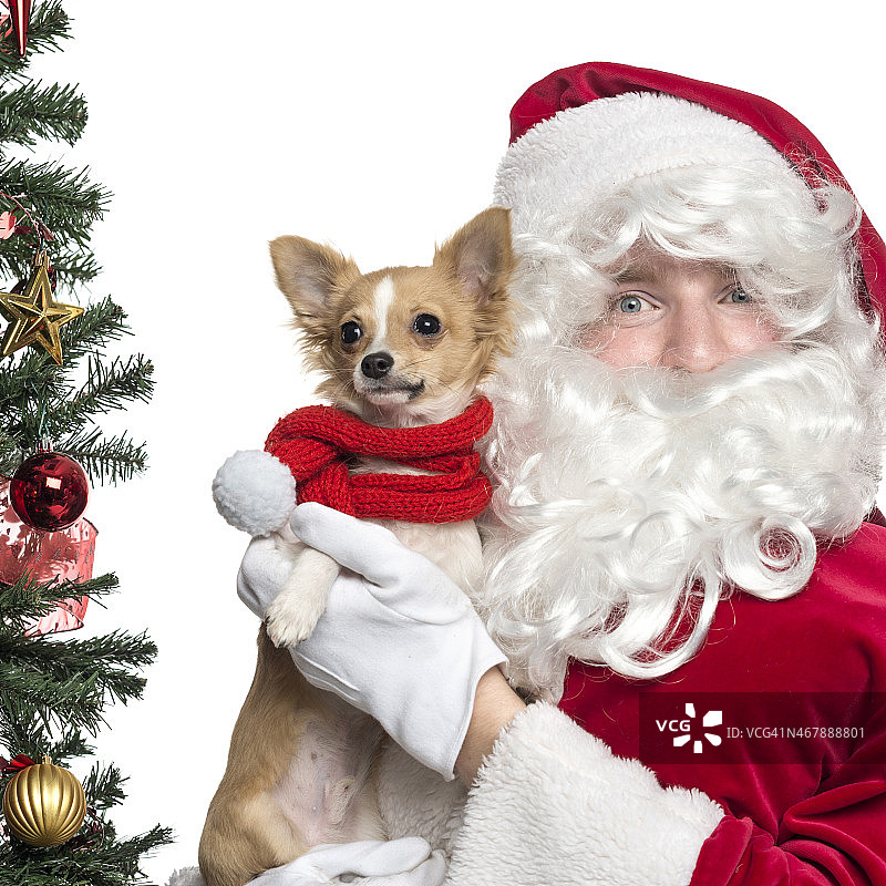 圣诞老人抱着一只哈巴狗的特写，孤立的白色图片素材