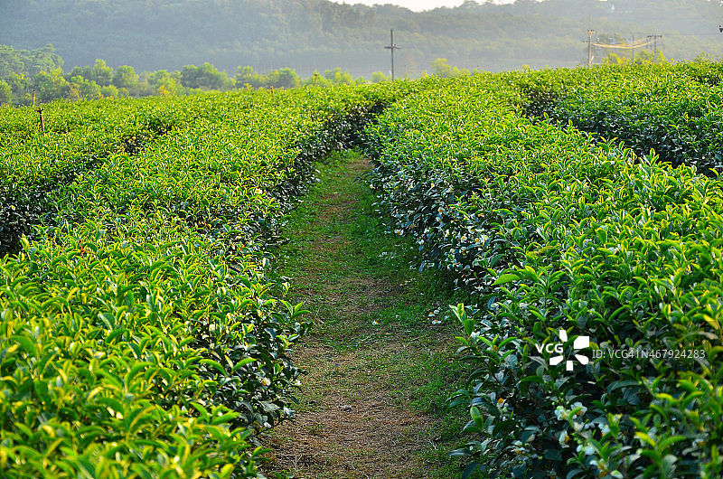 茶叶种植园字段图片素材