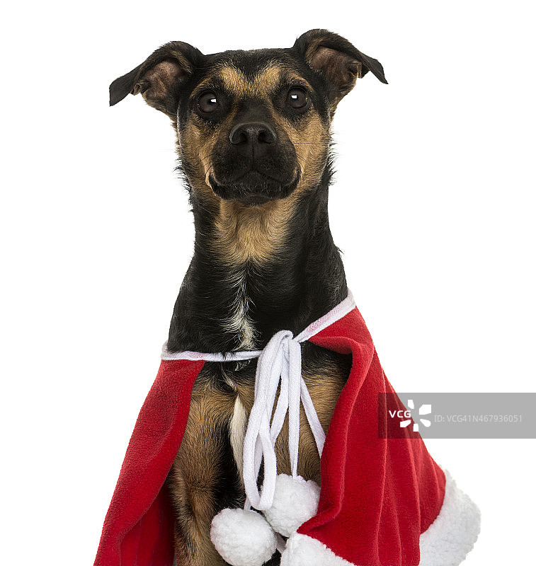 一个杂种狗的特写穿着圣诞斗篷，孤立图片素材
