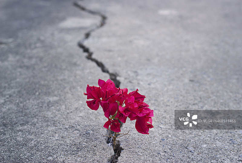 红色美丽的花生长在裂缝街图片素材
