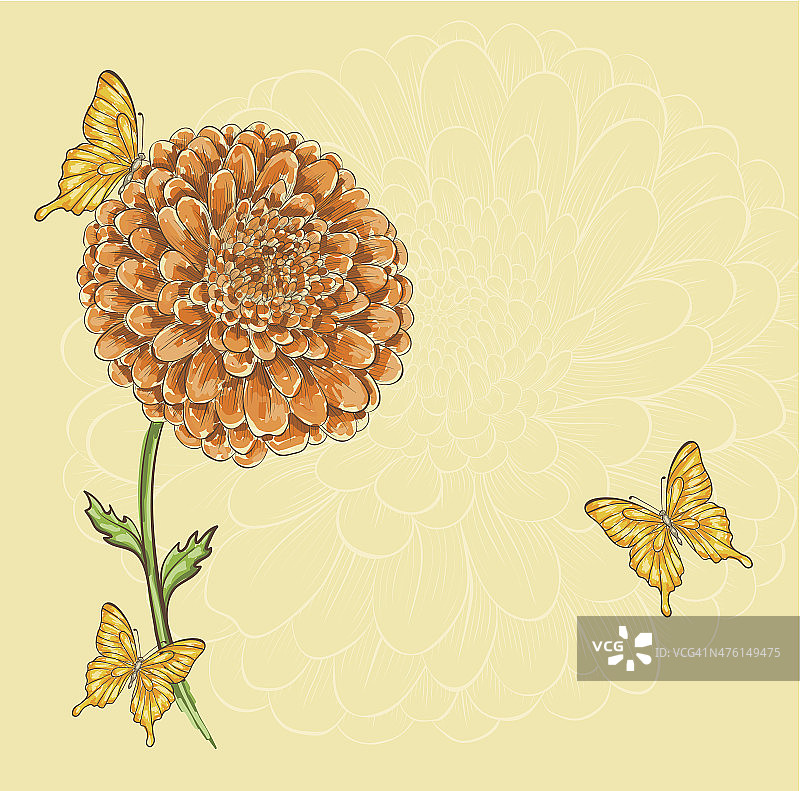 美丽的菊花和飞舞的蝴蝶图片素材