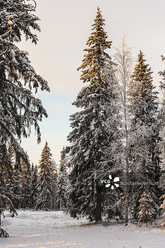 芬兰拉普兰。北极圈冬天的正午图片素材