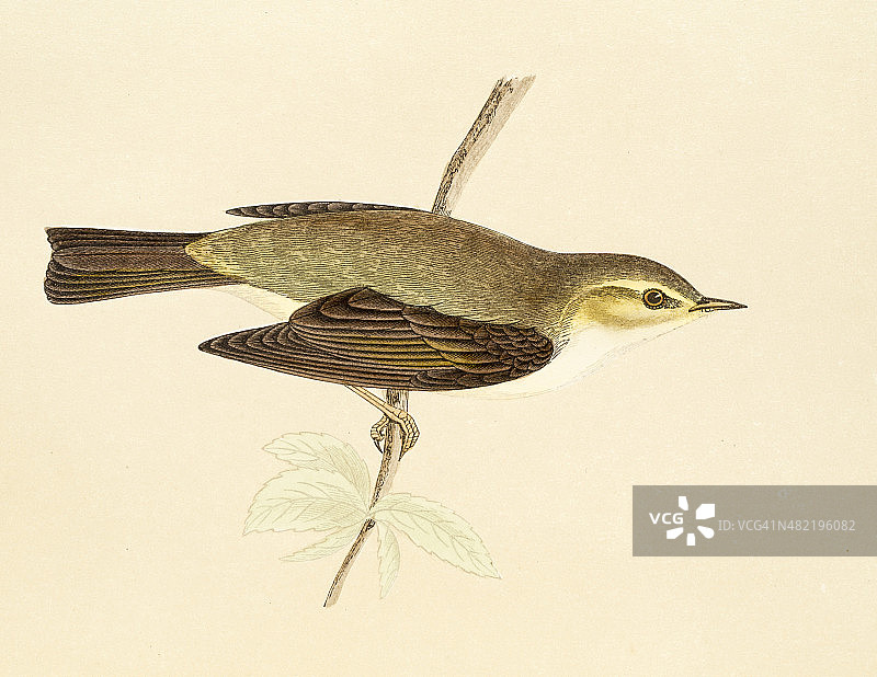 柳树莺。， 19世纪插图图片素材