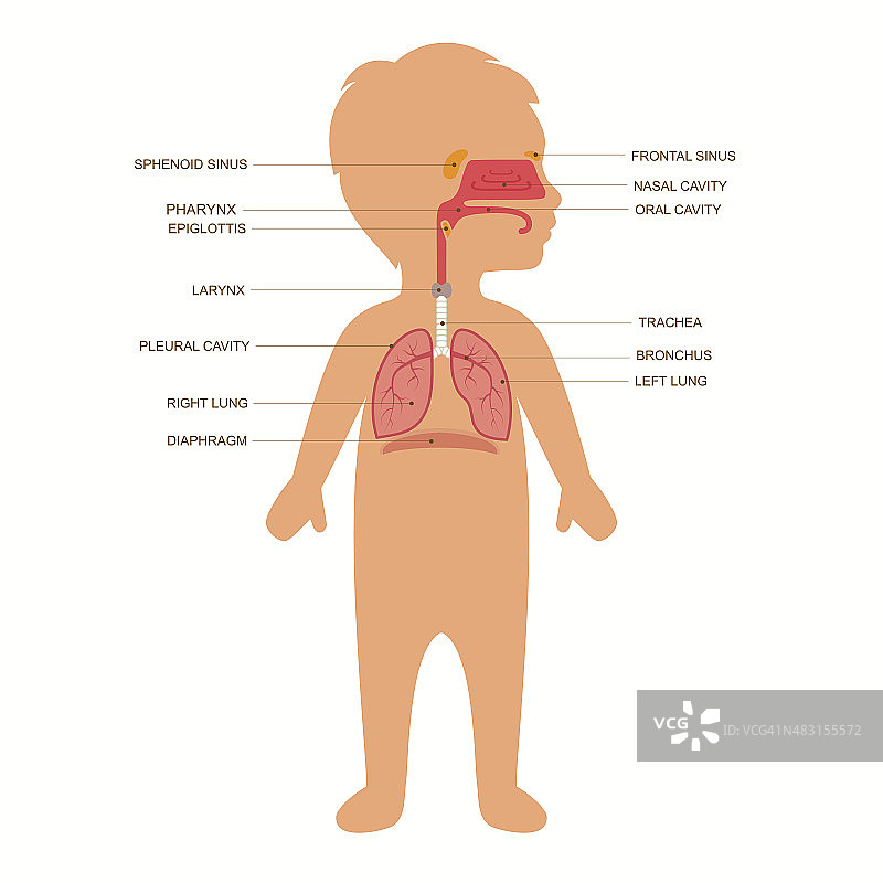 人体呼吸系统解剖学图片素材