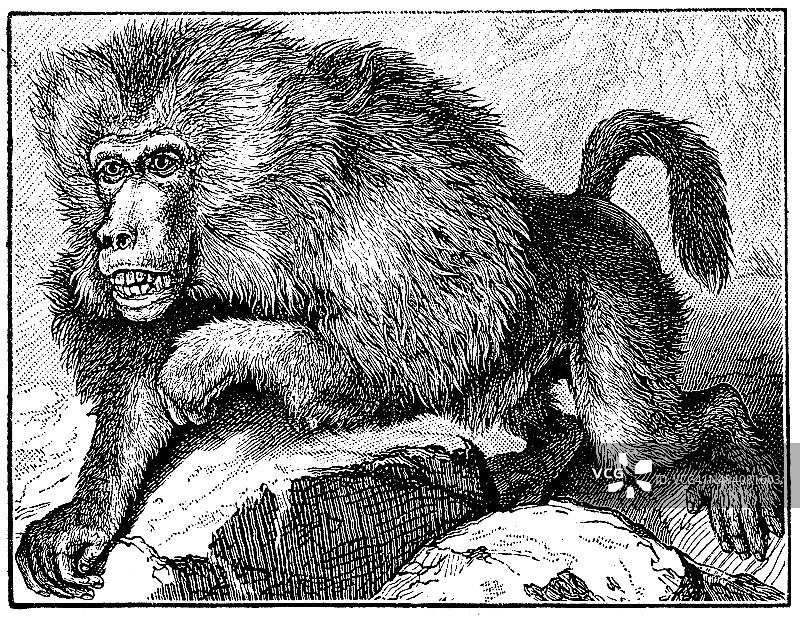 hamadryas狒狒的古董插图(Papio hamadryas)图片素材