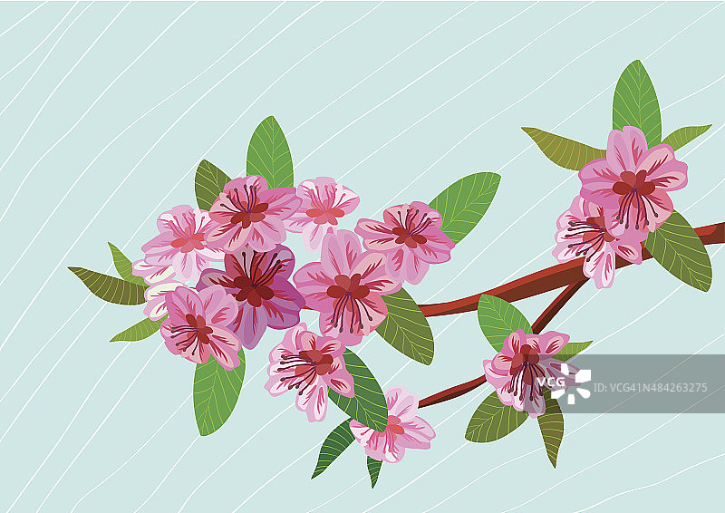 樱花，春天，明信片。图片素材