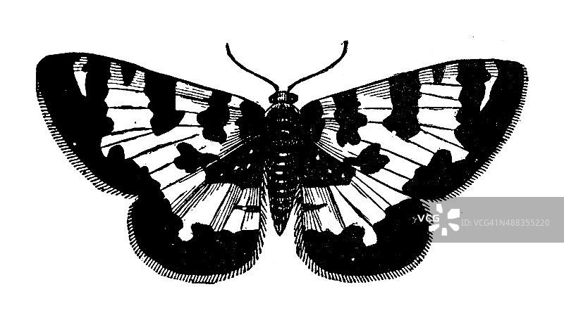 黑斑蛾和黑斑蛾的古插图图片素材